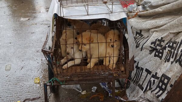 中国の市場で子犬 - Sputnik 日本