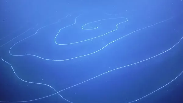 アポレミア - Sputnik 日本