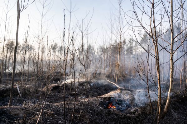 火災によって焼失した森林 - Sputnik 日本