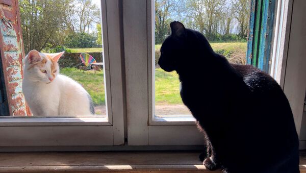 窓越しに見つめ合う野良猫と飼い猫（フランス・ブレクール） - Sputnik 日本