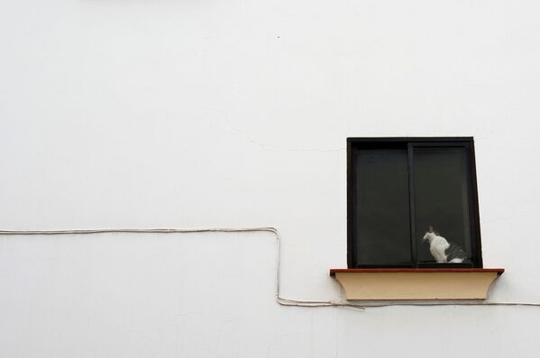 窓際に座る猫（スペイン・ロンダ） - Sputnik 日本