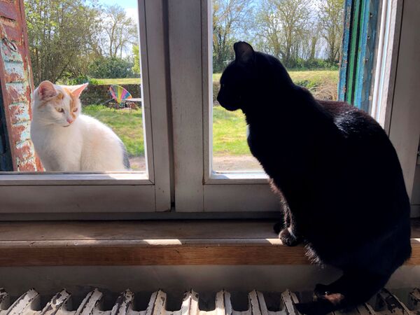 窓越しに見つめ合う野良猫と飼い猫（フランス・ブレクール） - Sputnik 日本