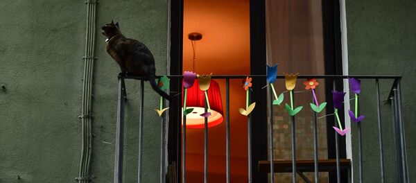 猫 - Sputnik 日本