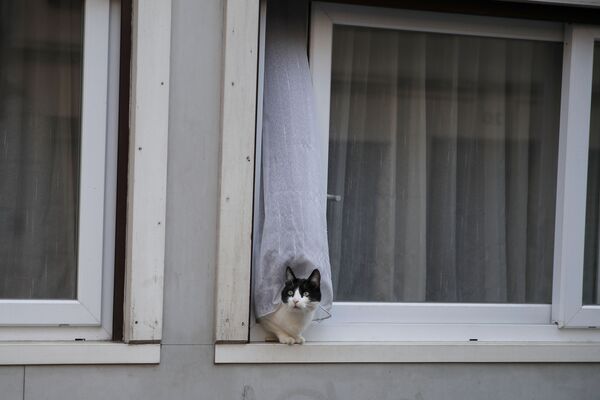窓から顔を出す猫（フランス・パリ） - Sputnik 日本