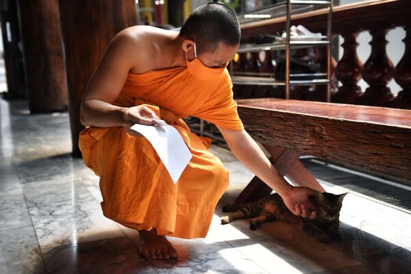 ワットパクナム寺院で猫をなでる僧侶（タイ・バンコク） - Sputnik 日本