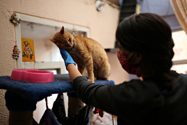 保護施設の猫と女性（コロンビア・ボゴタ） - Sputnik 日本