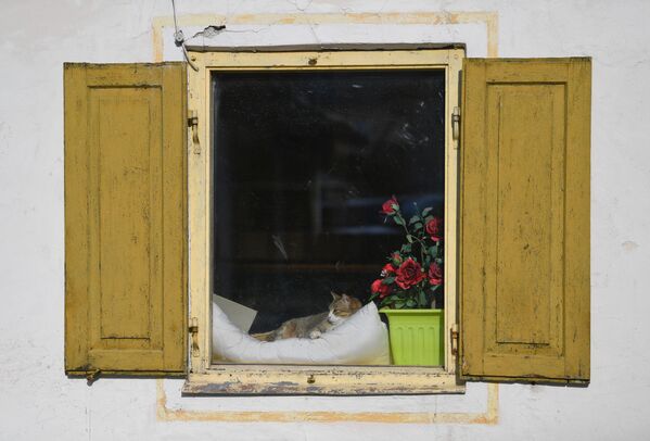 窓側に佇む猫（ドイツ・オーバーアマガウ） - Sputnik 日本