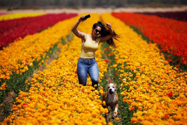 花畑を歩く女性と犬（イスラエル　ニル・ヤトザック） - Sputnik 日本