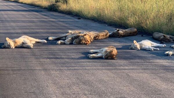 Львы спят на некогда оживленной дороге в Национальном парке Крюгер в ЮАР - Sputnik 日本