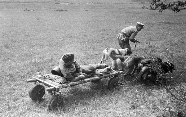 負傷者を戦場から犬ぞりで運ぶ兵士 - Sputnik 日本