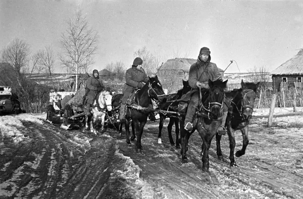 犬に猫さらにラクダまで　第2次世界大戦に従軍した四つ足の「兵士」たち