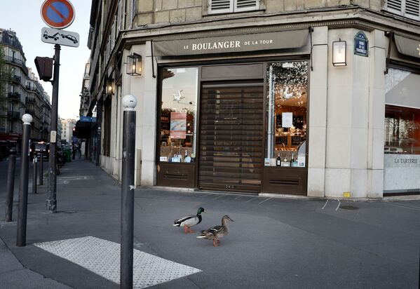 無人の街を歩くカモ（フランス・パリ） - Sputnik 日本