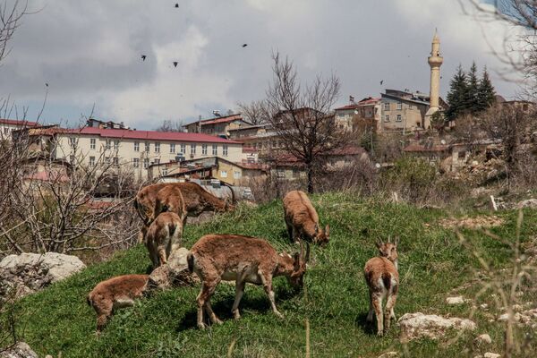 街の中心部にやってきたヤギ （トルコ・トゥンジェリ県） - Sputnik 日本