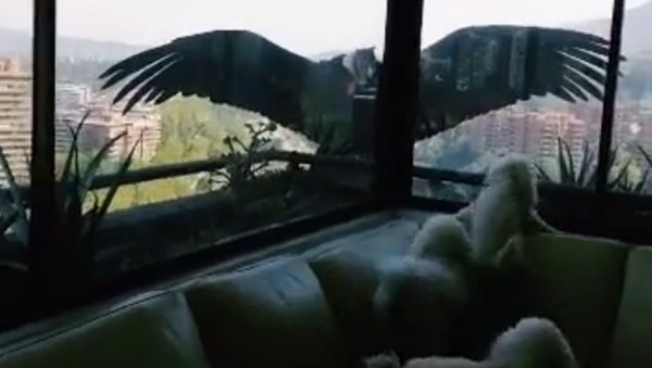 窓際にコンドル出現　犬たちが大興奮 - Sputnik 日本