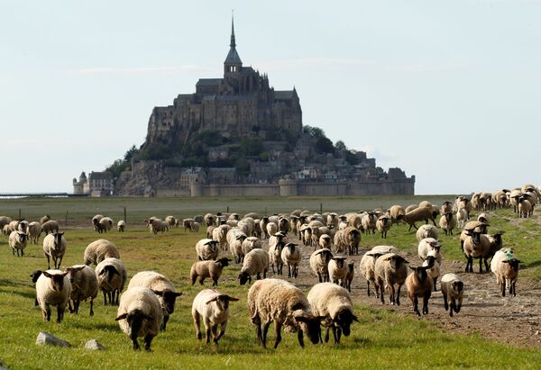 モン・サン＝ミシェル近くに放牧された羊（フランス・ノルマンディー） - Sputnik 日本