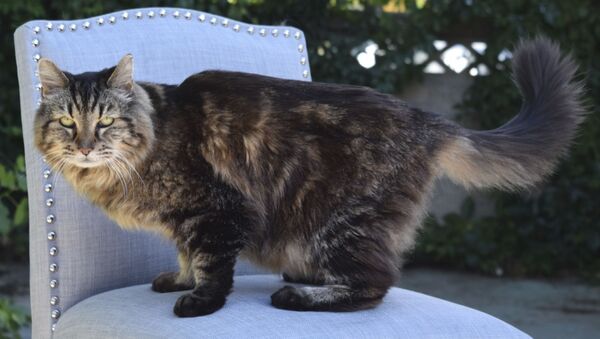 オレゴン州の雄ネコ、ベルベットくん、世界最高齢ネコに選ばれる - Sputnik 日本