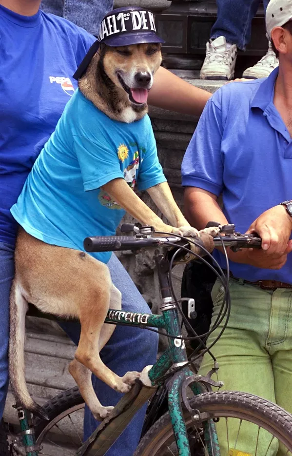 グアテマラ、グアテマラ市にて 飼い主と一緒にデモに参加した犬(2000年) グアテマラ、グアテマラ市にて 飼い主と一緒にデモに参加した犬(2000年) - Sputnik 日本