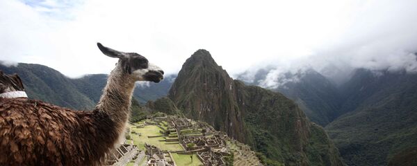 ラマ ラマ - Sputnik 日本