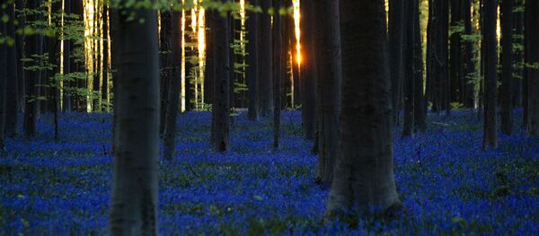 自然(アーカイブ写真) 自然(アーカイブ写真) - Sputnik 日本