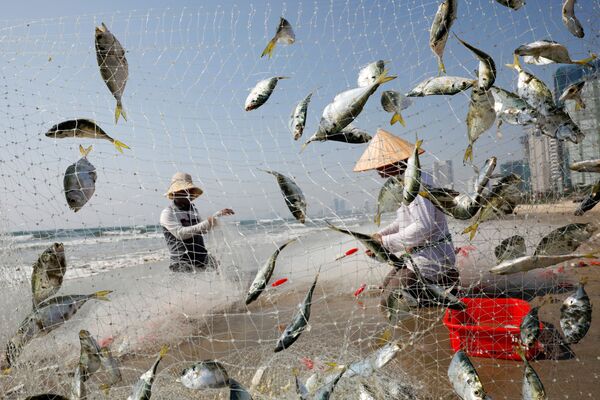 魚を水揚げする漁師（ベトナム、ダナン） - Sputnik 日本