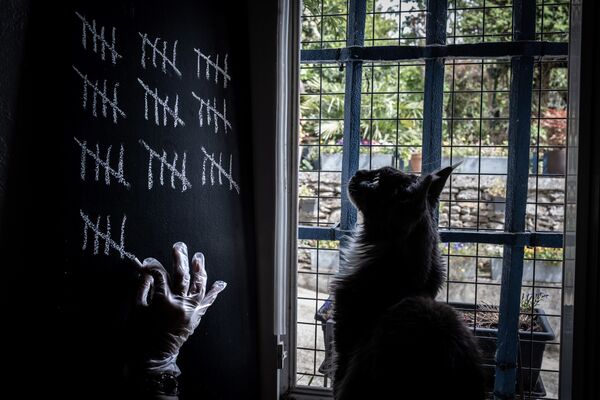 自主隔離の日数を記録する飼い主を眺める猫（フランス、リヨン） - Sputnik 日本