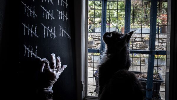 自主隔離の日数を記録する飼い主を眺める猫（フランス、リヨン） - Sputnik 日本