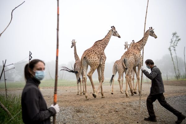 動物園のキリンと世話をする職員（フランス、ナント郊外） - Sputnik 日本