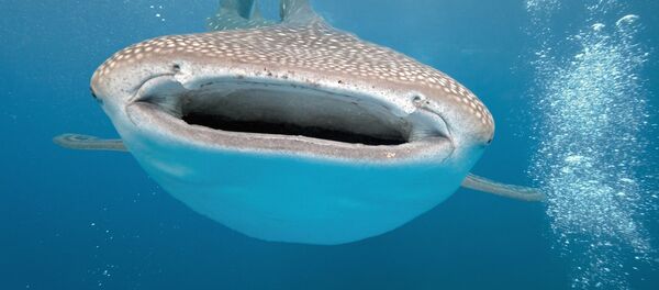 サメ サメ - Sputnik 日本