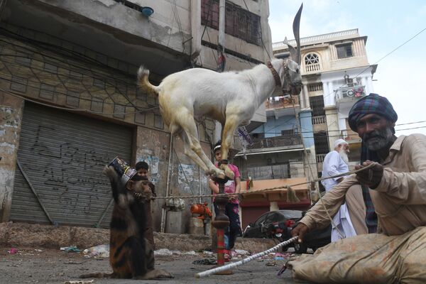 規制緩和の後、通りで猿とヤギを連れて歩く飼育係（パキスタン、カラチ） - Sputnik 日本