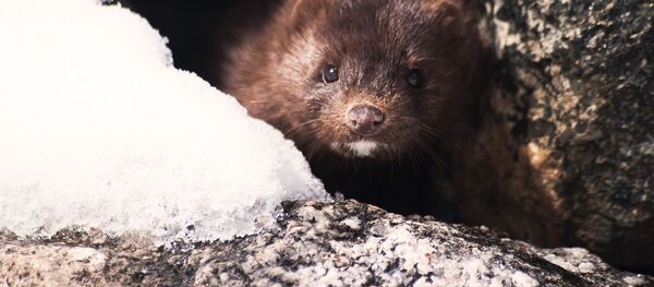 ミンク - Sputnik 日本
