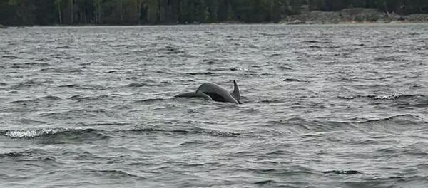 ハンドウイルカ ハンドウイルカ - Sputnik 日本