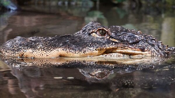 Голова крокодила в воде - Sputnik 日本
