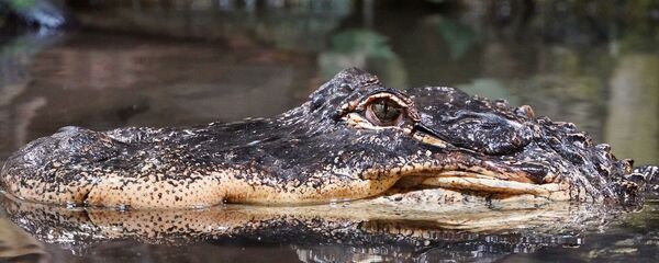 ワニ - Sputnik 日本