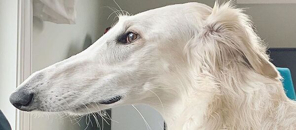 異様に長い鼻の犬 ネットで大人気 異様に長い鼻の犬 ネットで大人気 - Sputnik 日本