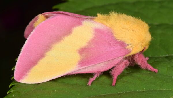 米在住の女性、「ピンクのマシュマロ」のような蛾を発見【写真】 - Sputnik 日本