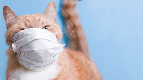 マスクをつけた猫 - Sputnik 日本