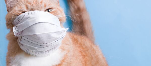 猫（アーカイブ写真） - Sputnik 日本