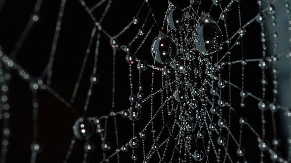 変わった蜘蛛の巣が英国ロンドンのテラピア・レーンと米国テキサス州のダラスに出現。 - Sputnik 日本