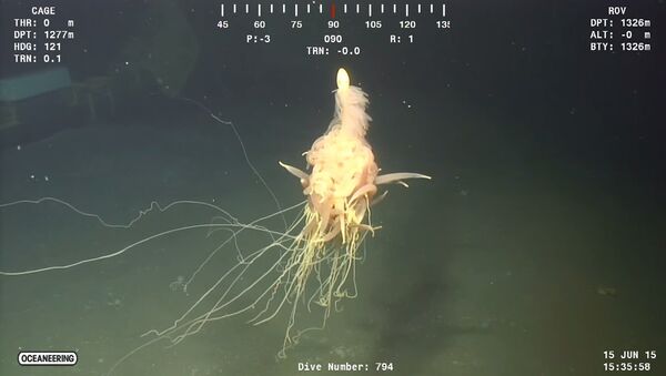 「水中のスパゲティ・モンスター」　アンゴラ沖で撮影される - Sputnik 日本