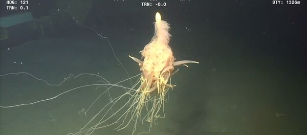 「水中のスパゲティ・モンスター」　アンゴラ沖で撮影される - Sputnik 日本