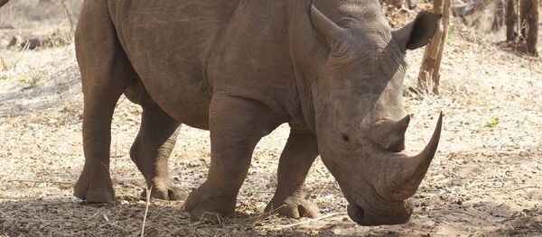 密猟者に傷つけられたサイにゾウの皮膚が移植される 密猟者に傷つけられたサイにゾウの皮膚が移植される - Sputnik 日本