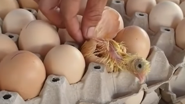 販売直前の奇跡　陳列された卵が孵化　タイ - Sputnik 日本