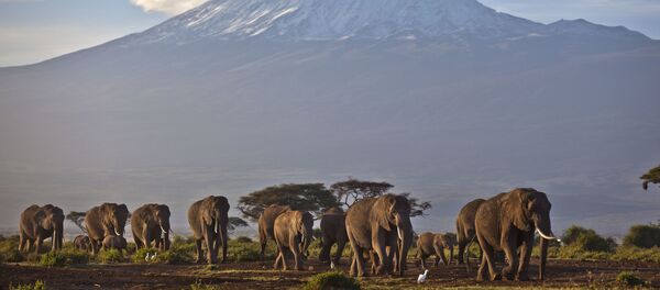 ケニア 象 - Sputnik 日本