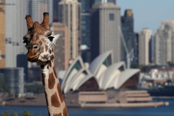 営業再開したタロンガ動物園のキリン（オーストラリア、シドニー） - Sputnik 日本