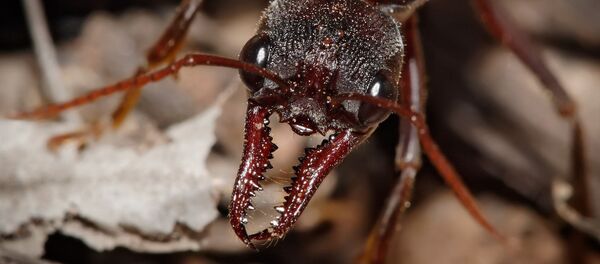 羽付きシロアリがタイのスーパーマーケットを「占拠」 羽付きシロアリがタイのスーパーマーケットを「占拠」 - Sputnik 日本