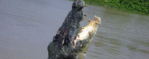 ワニ ワニ - Sputnik 日本