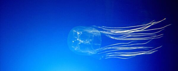 クラゲ - Sputnik 日本