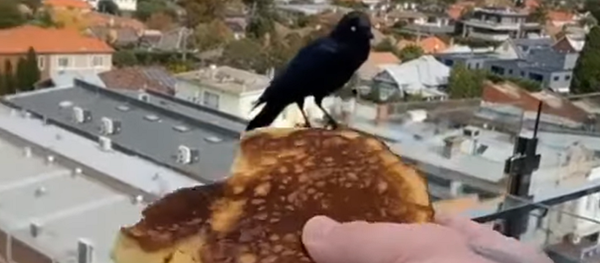 カラスと人間 ロックダウン中に芽生えた友情  カラスと人間 ロックダウン中に芽生えた友情  - Sputnik 日本