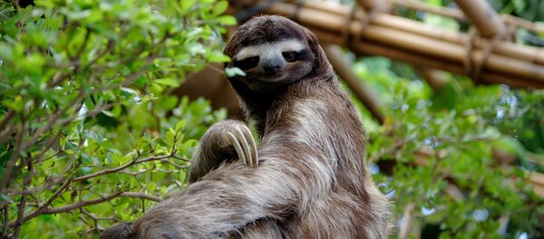 怠け者(アーカイブ写真) 怠け者(アーカイブ写真) - Sputnik 日本