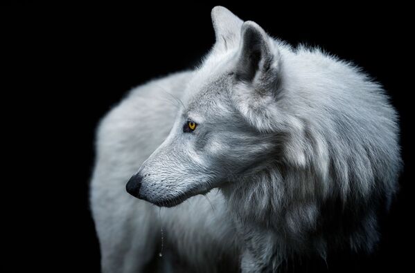「動物・ペット」部門1位入賞作品『Arctic Wolf』　Jarque Krebs氏（スペイン） - Sputnik 日本